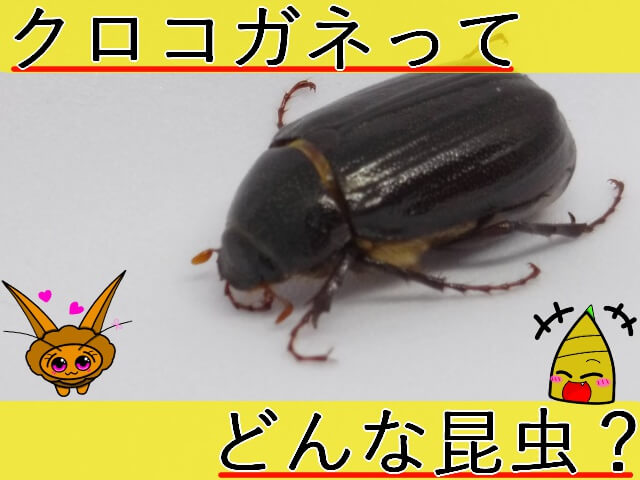 Thumbnail of post image 152